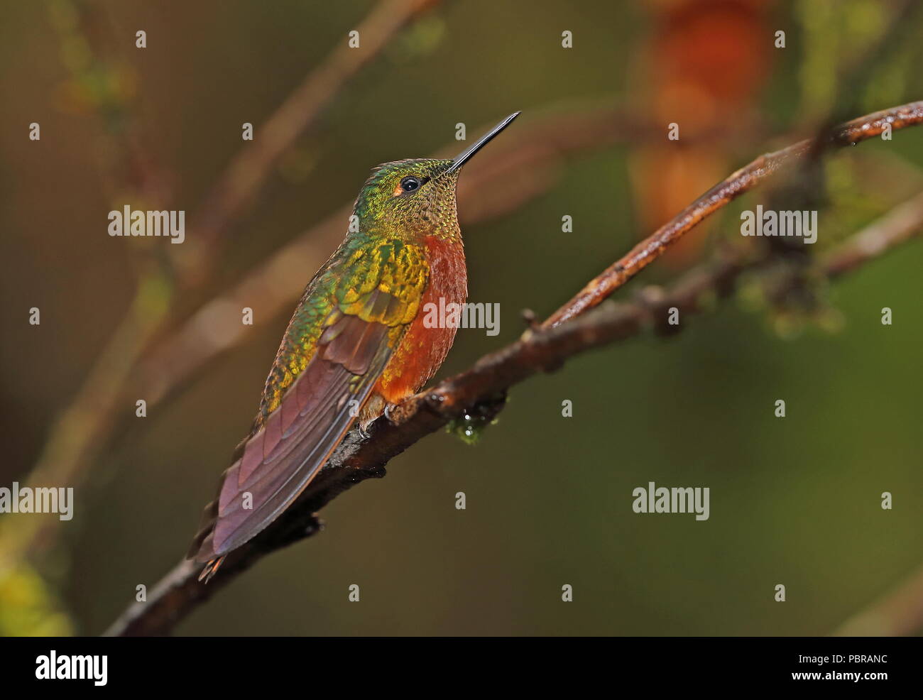 Colibri de Matthews (Boissonneaua matthewsii) adulte perché sur l'Équateur, direction générale de Tapichalaca Reserve Février Banque D'Images