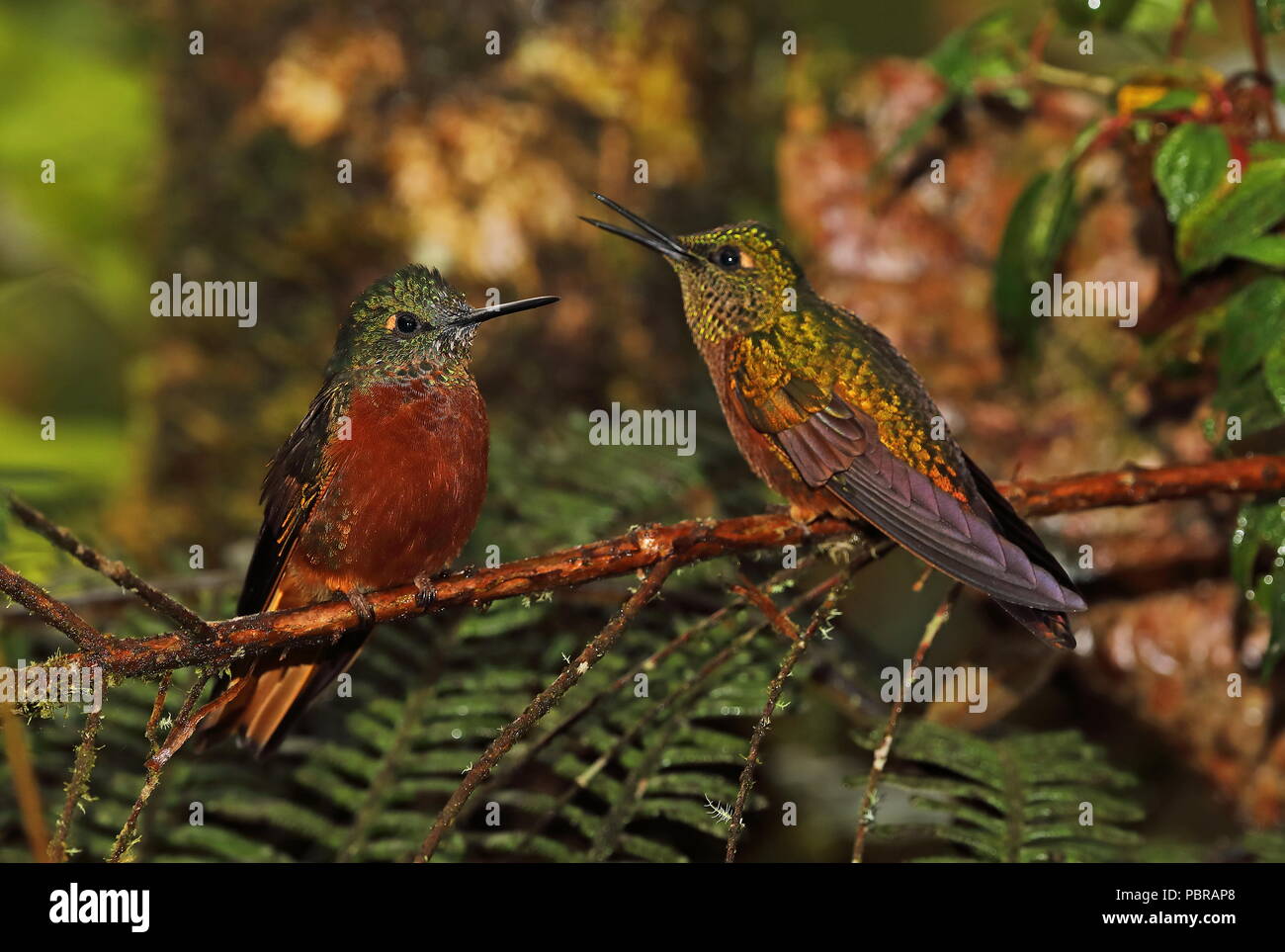 Colibri de Matthews (Boissonneaua matthewsii) deux adultes perché sur l'Équateur, direction générale de Tapichalaca Reserve Février Banque D'Images