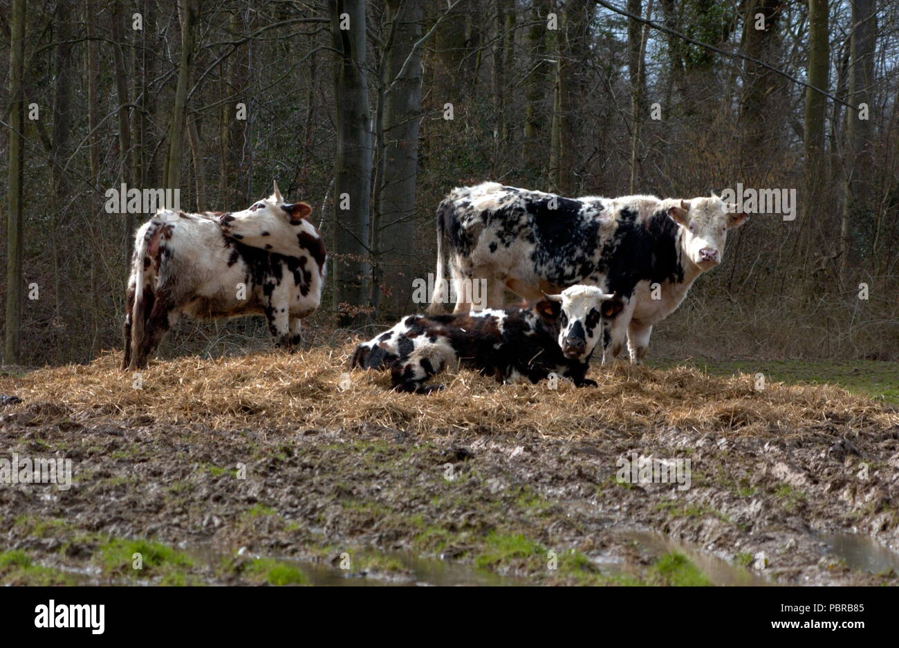 AJAXNETPHOTO. Normandie, France - AGRICULTURE - la pâture du bétail, la Normandie. PHOTO:JONATHAN EASTLAND/AJAX REF:D1X62603 730 Banque D'Images