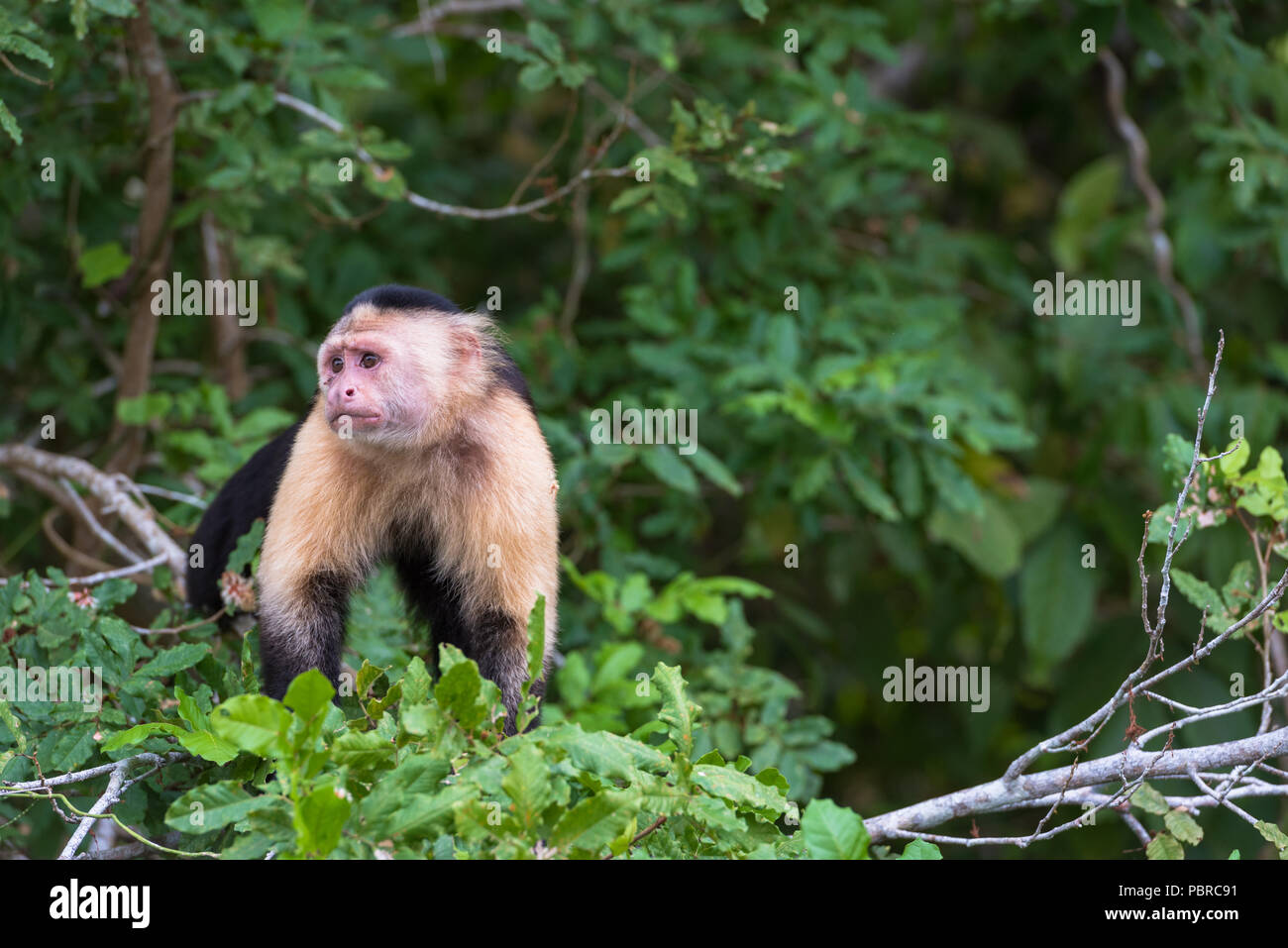 Un singe avec un regard triste sur son visage. Banque D'Images