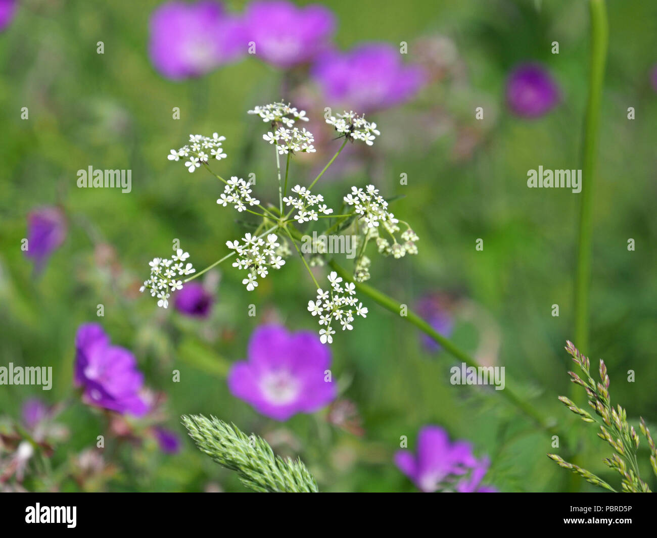 Ombelle de fleurs (Pignut Conopodium majus) avec fond de fleurs violettes de flou artistique de prairie géranium sanguin (Geranium pratense)dans la région de Cumbria, Angleterre Banque D'Images