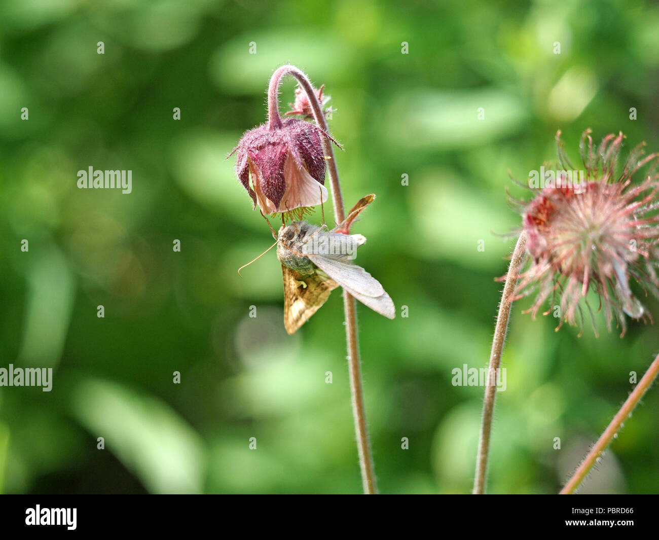 L'argent y pêcher (Autographa gamma) avec longue trompe sur l'eau d'alimentation (benoîte Geum rivale) dans la région de Cumbria, Angleterre, Royaume-Uni Banque D'Images