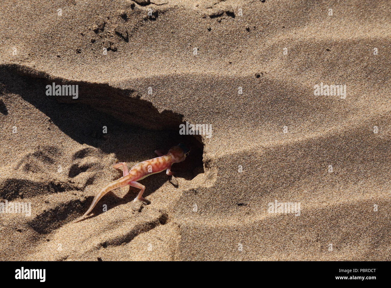 Sable du Namib gecko (Pachydactylus rangei) enterrer lui-même dans le sable, Désert du Namib, Namibie. Banque D'Images