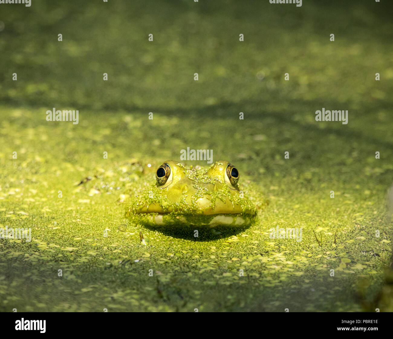 Grenouille dans full camo Banque D'Images