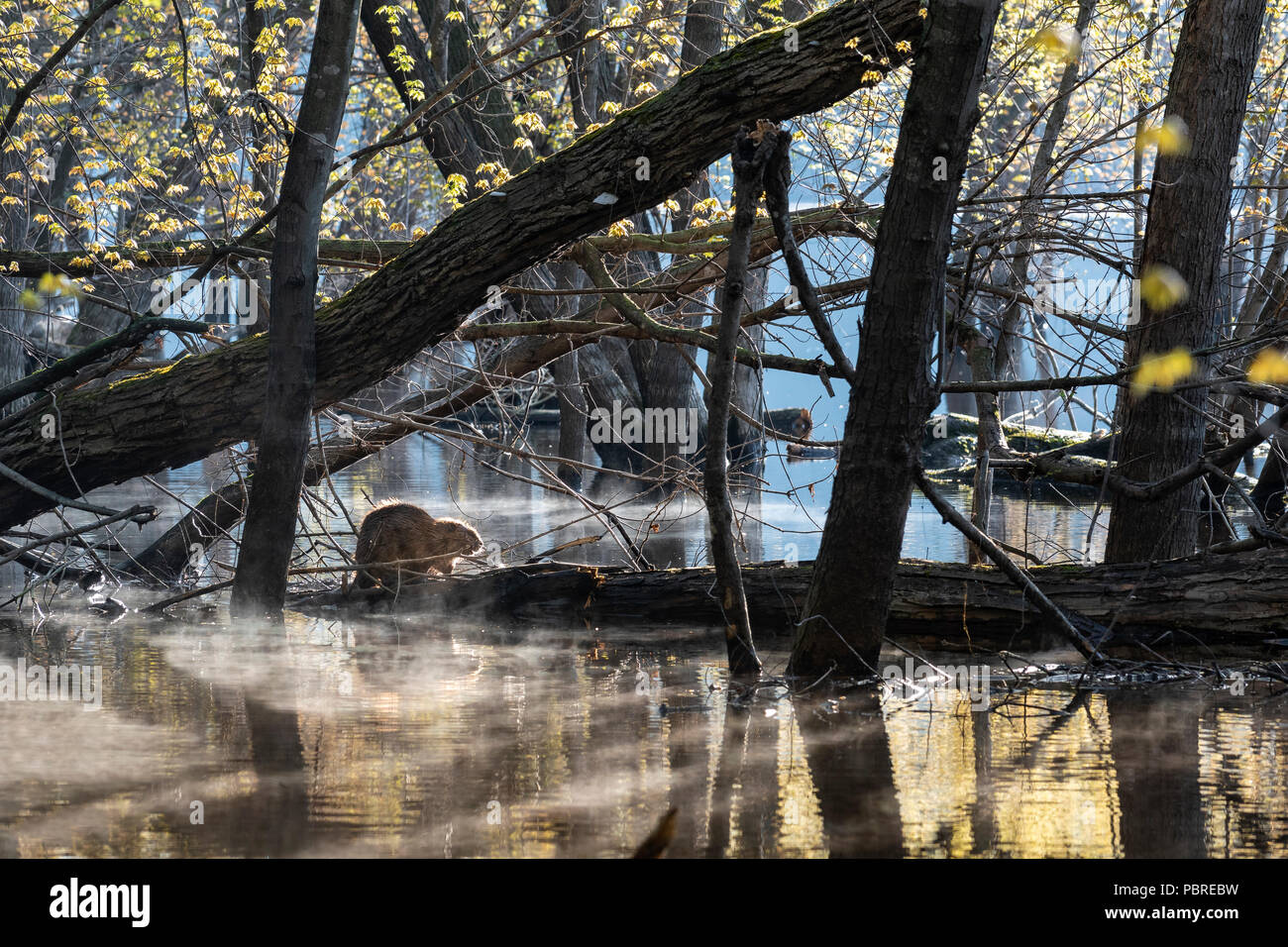 Castor (Castor canadensis) sur un journal et la rivière Ste-Croix à l'étape d'inondation, MN, USA, mi-mai, par Dominique Braud/Dembinsky Assoc Photo Banque D'Images