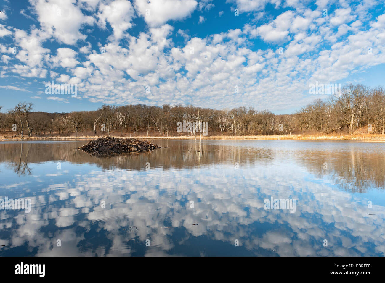 Hutte de castor (Castor canadensis) au lever du soleil, MN, USA, par Dominique Braud/Dembinsky Assoc Photo Banque D'Images