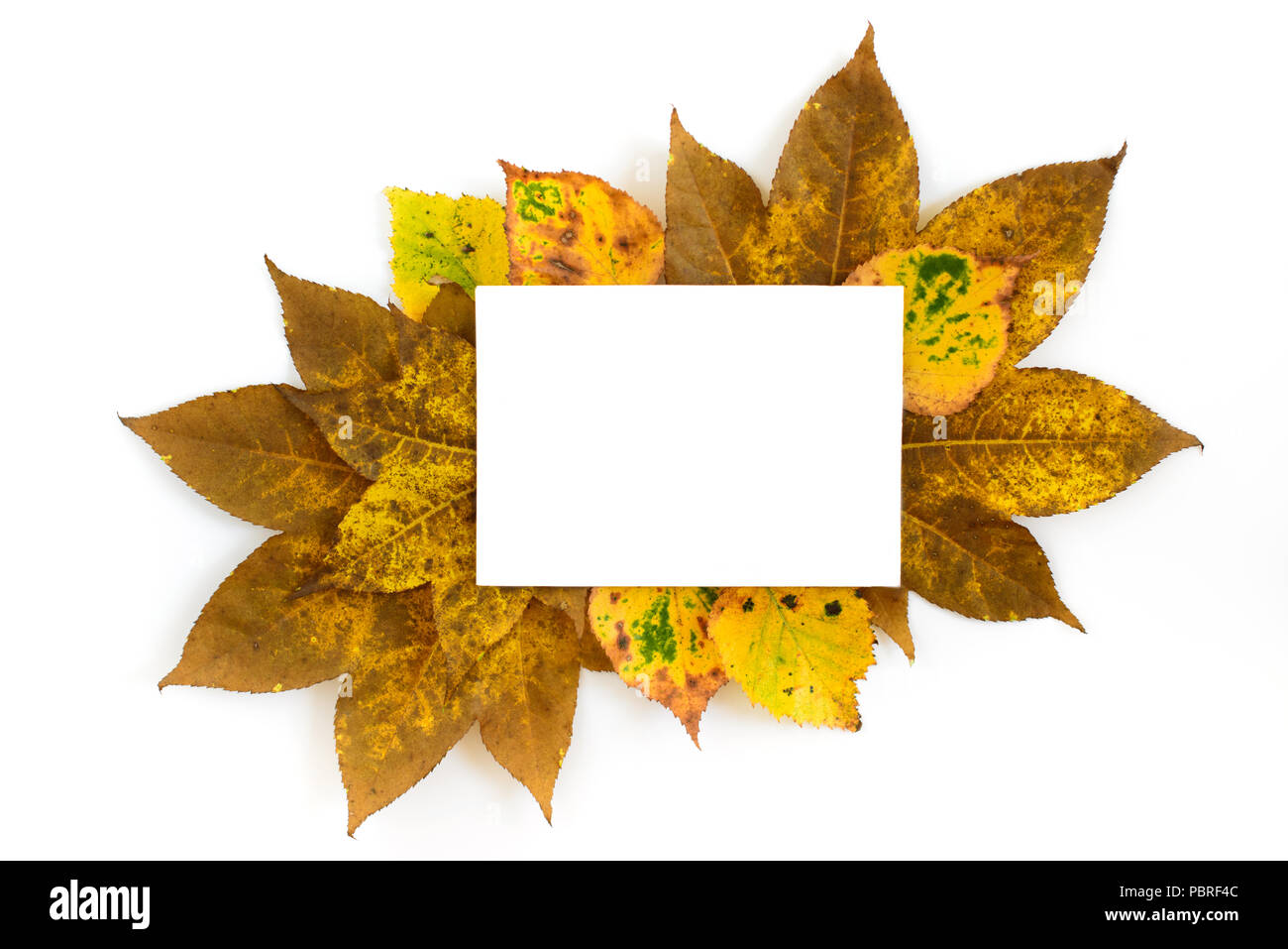 Les feuilles d'automne orné d'exemplaire blanc carte de l'espace isolé sur fond blanc Banque D'Images