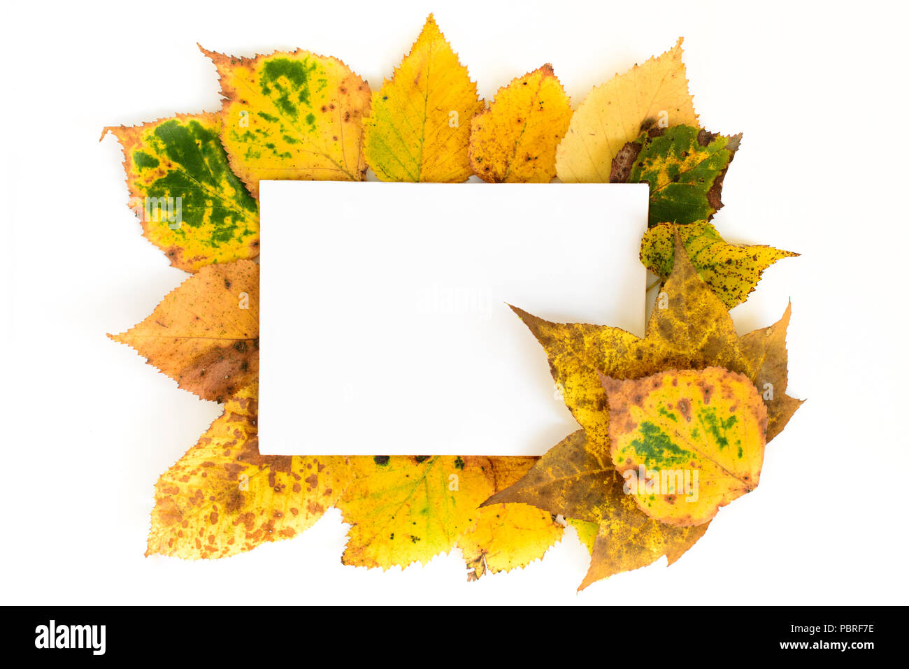 Les feuilles d'automne orné d'exemplaire blanc carte de l'espace isolé sur fond blanc Banque D'Images