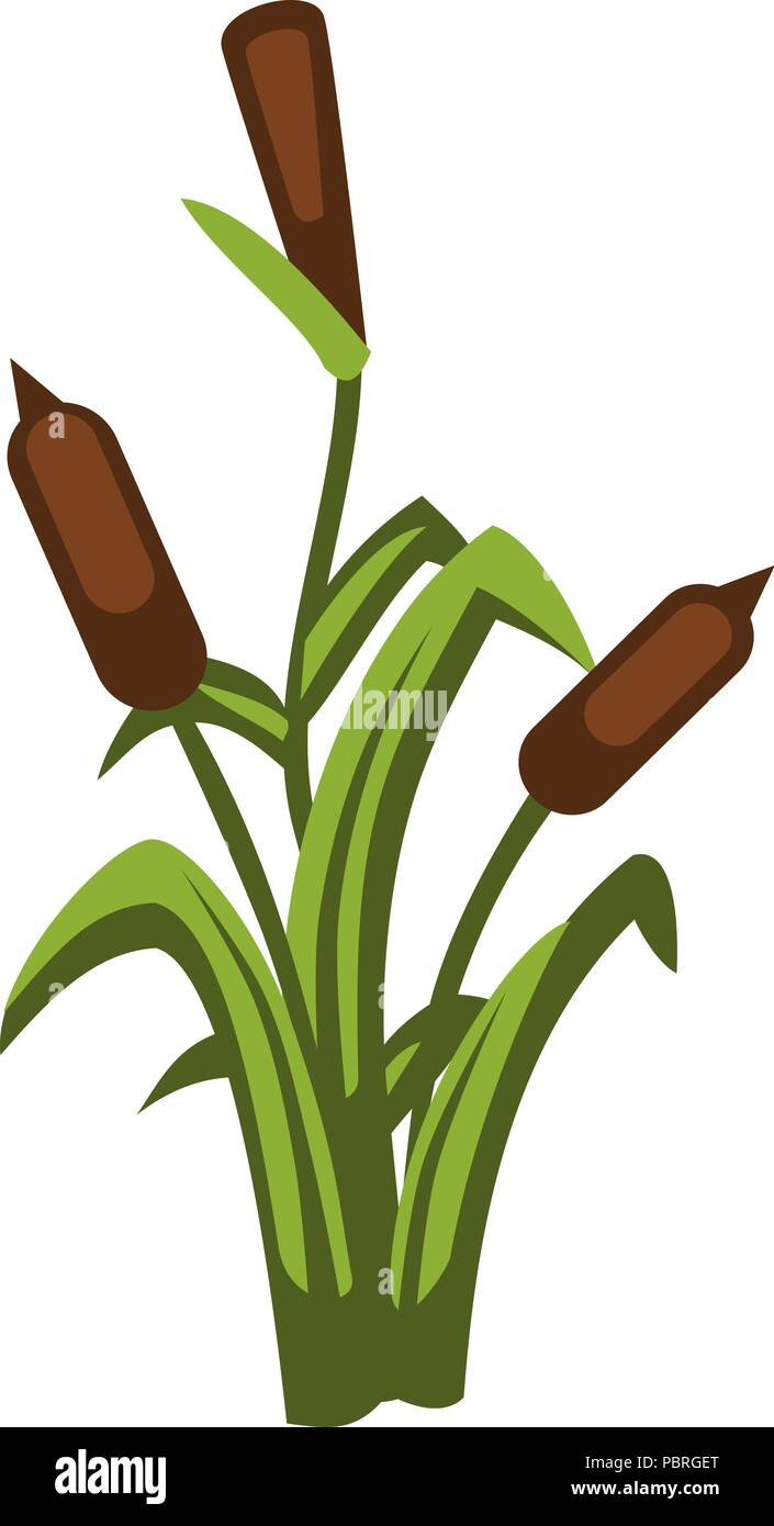 Cartoon vector bulrush plante Illustration de Vecteur