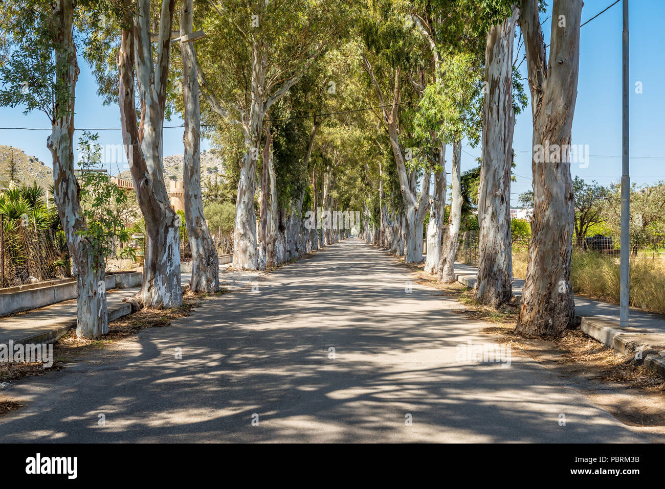 Longue route droite avec d'énormes arbres d'eucalyptus dans la région de Kolymbia. L'île de Rhodes, Grèce Banque D'Images