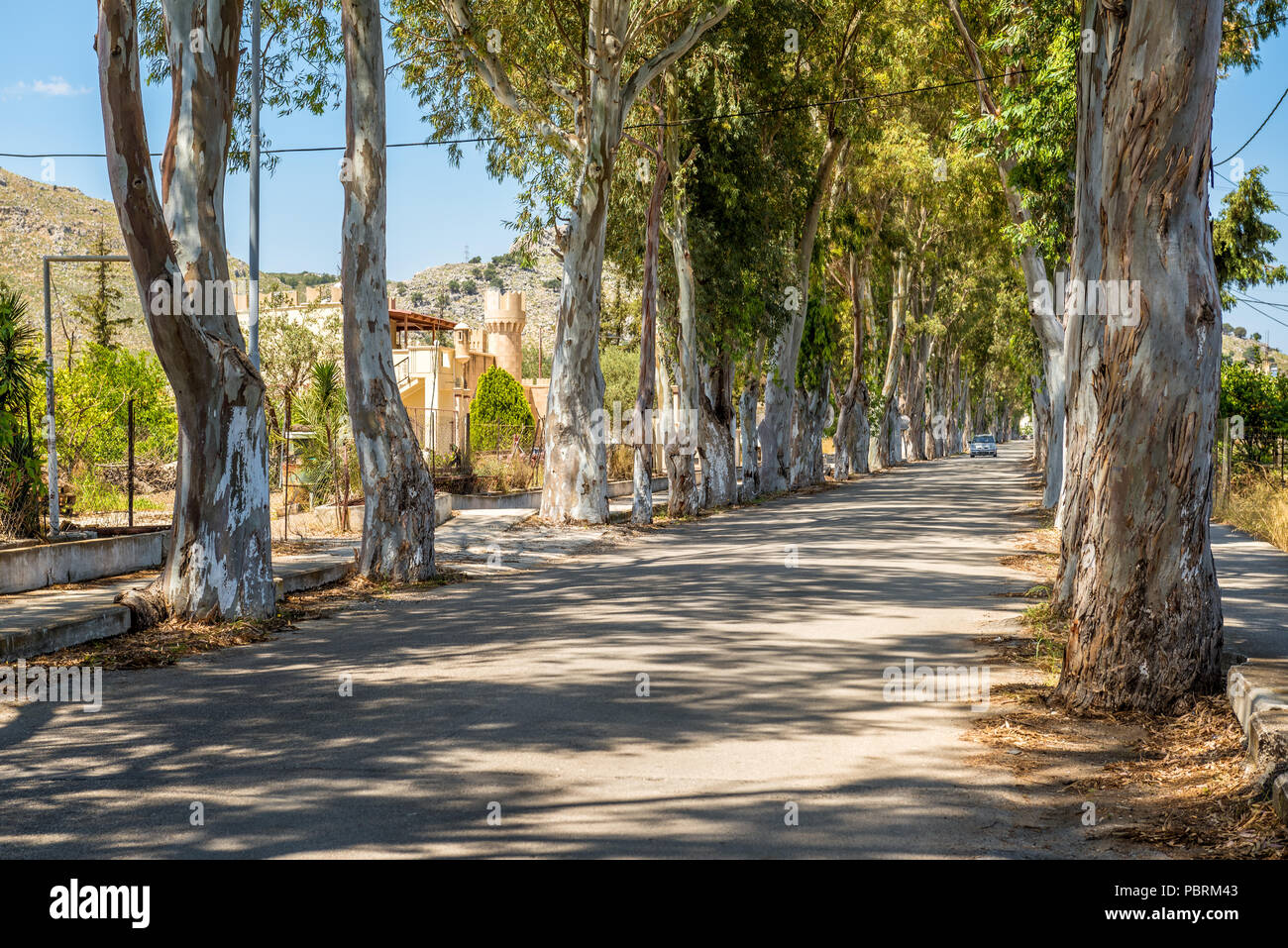 Longue route droite avec d'énormes arbres d'eucalyptus dans la région de Kolymbia. L'île de Rhodes, Grèce Banque D'Images