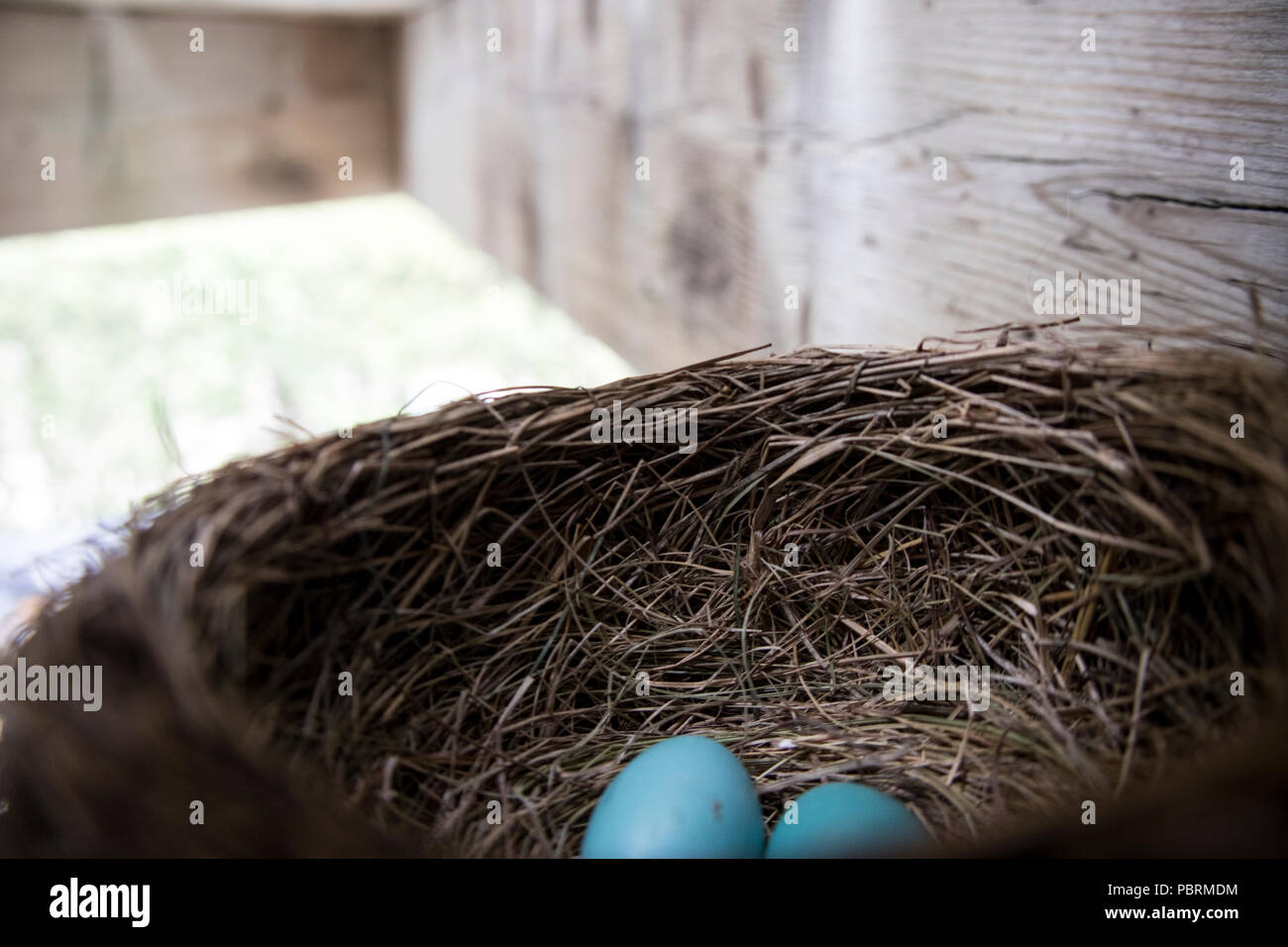 Des œufs d'oiseaux à l'intérieur du nid Banque D'Images