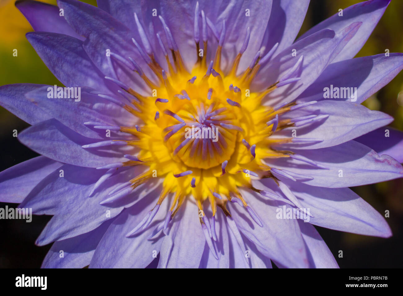 Nénuphar (Nymphaea caerulea) dans un étang d'arrière-cour d'accueil. Prises 16 Septembre, 2017. Banque D'Images