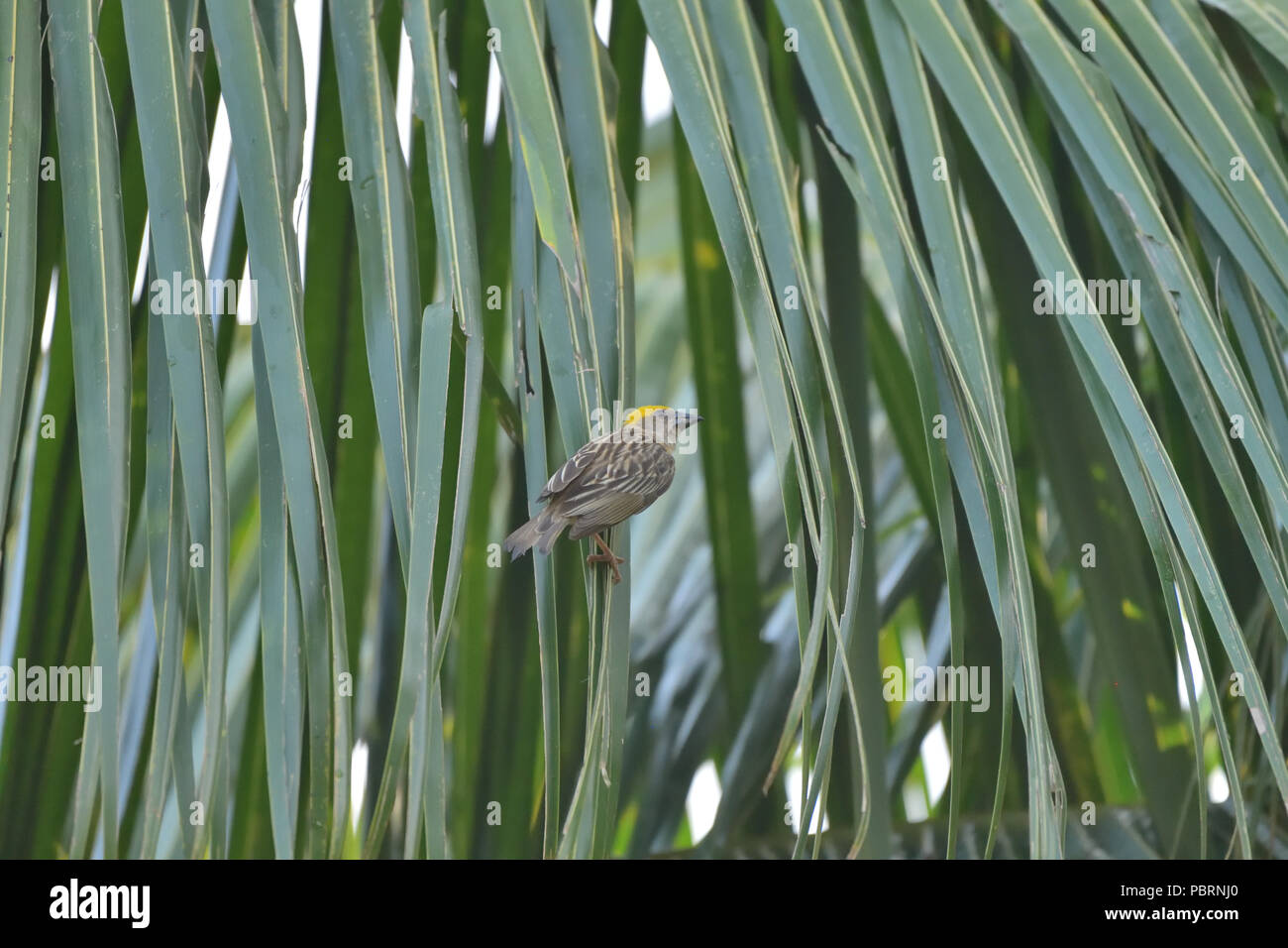 Waver près de son nid Banque D'Images