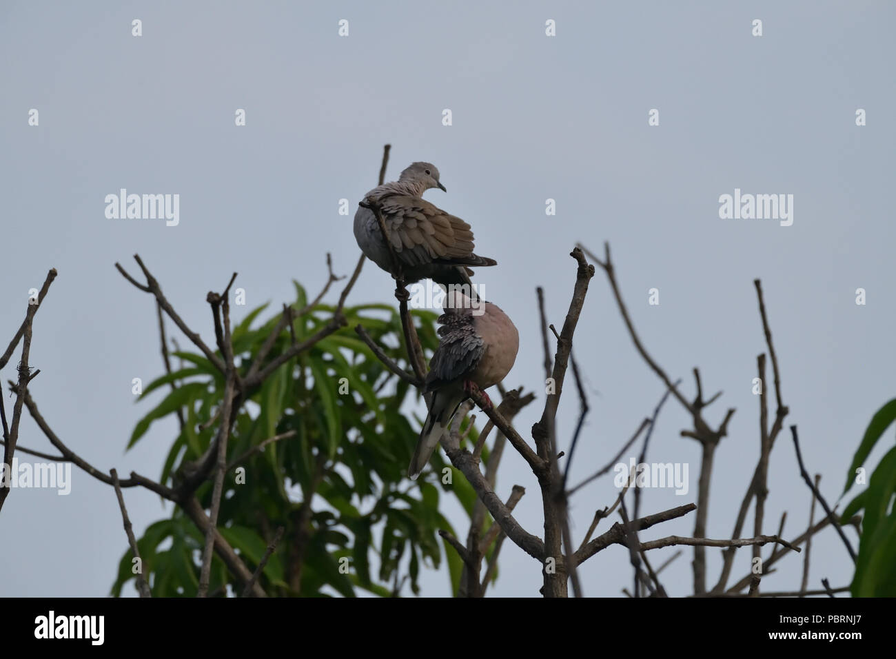 Spotted Dove au lissage Banque D'Images