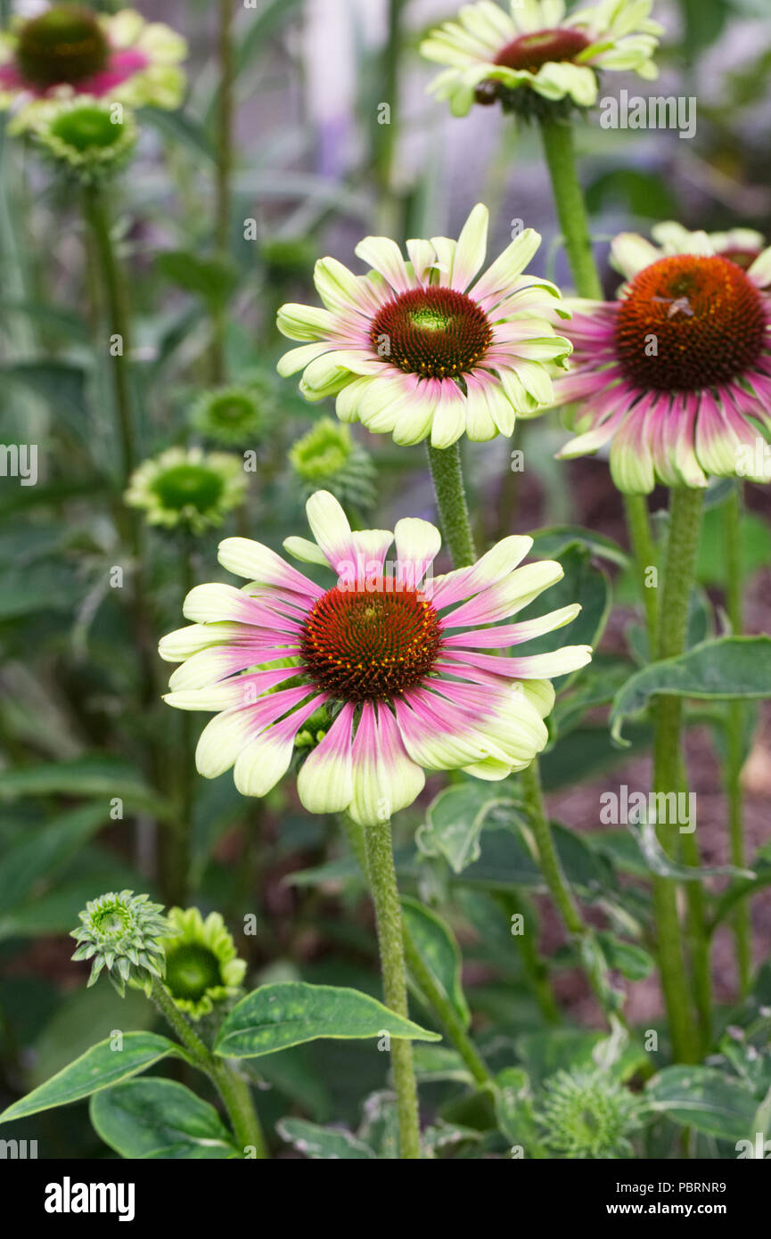 Echinacea purpurea 'Green Twister' fleurs. Banque D'Images