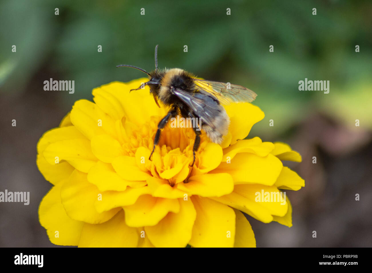 Gypsy's cuckoo bumblebee Bombus bohemicus prépare à décoller d'une fleur de souci jaune à Trowbridge Town park Banque D'Images