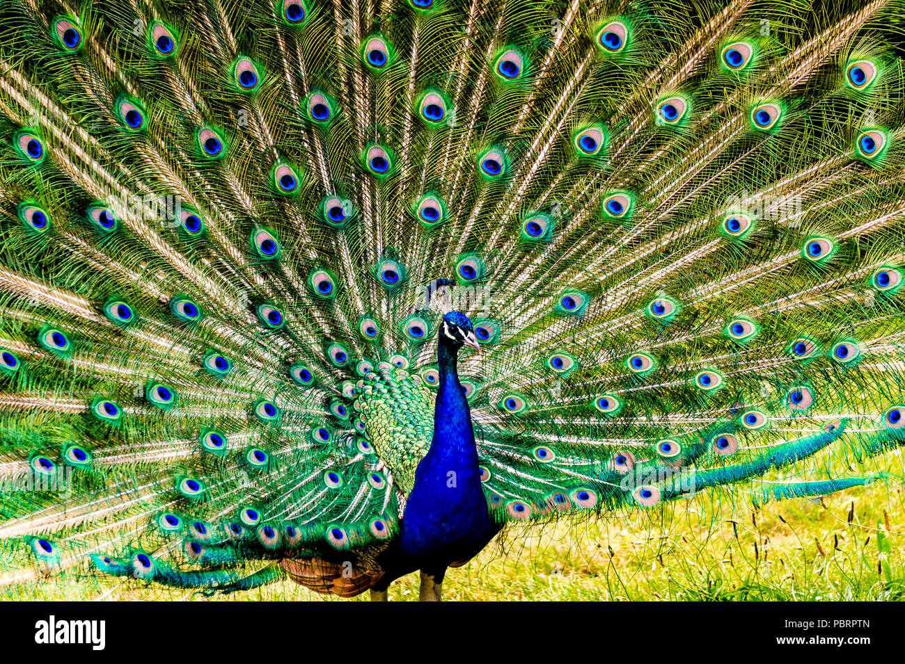 Peacock dans un parc à Paris, France Banque D'Images