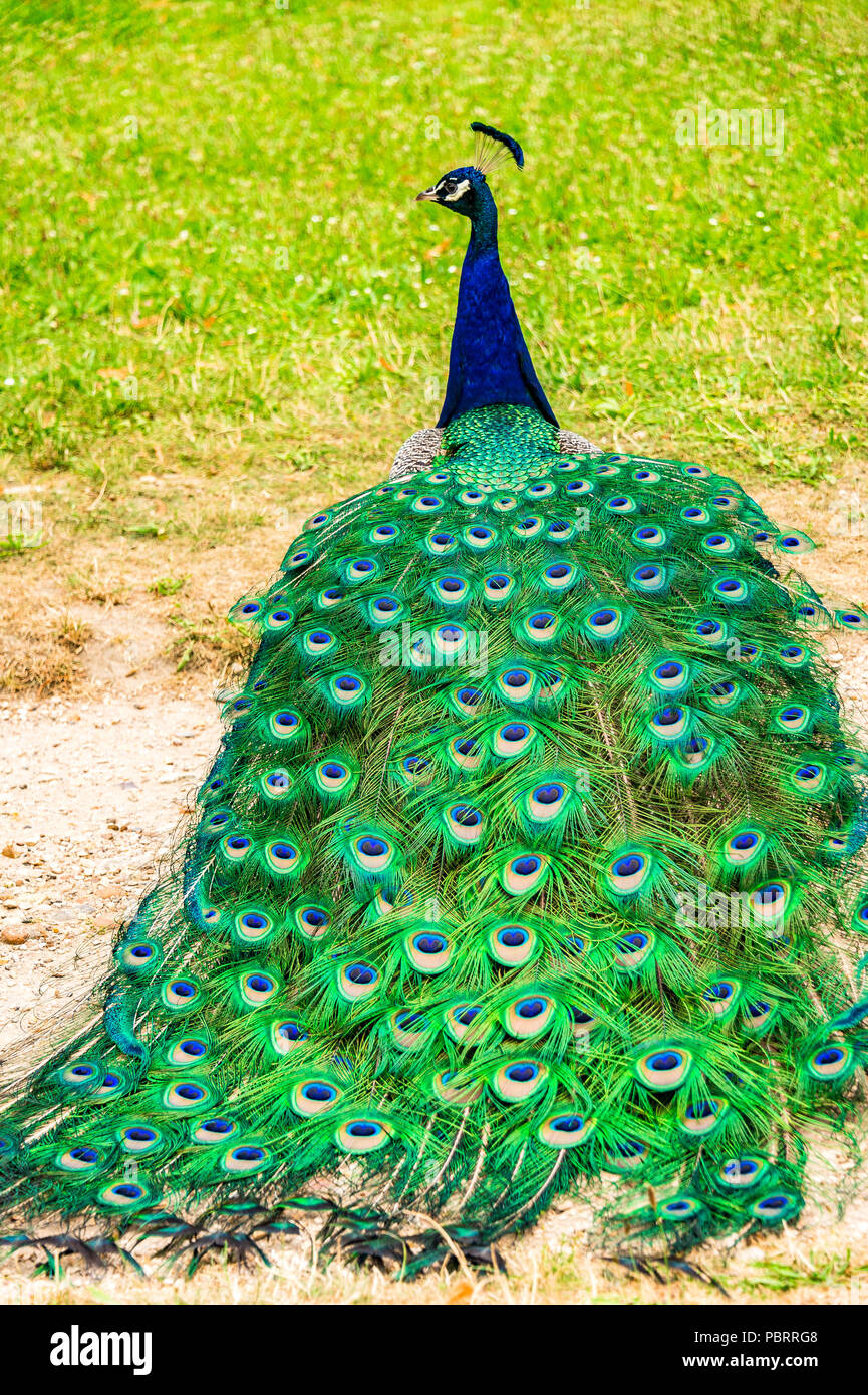 Peacock dans un parc à Paris, France Banque D'Images