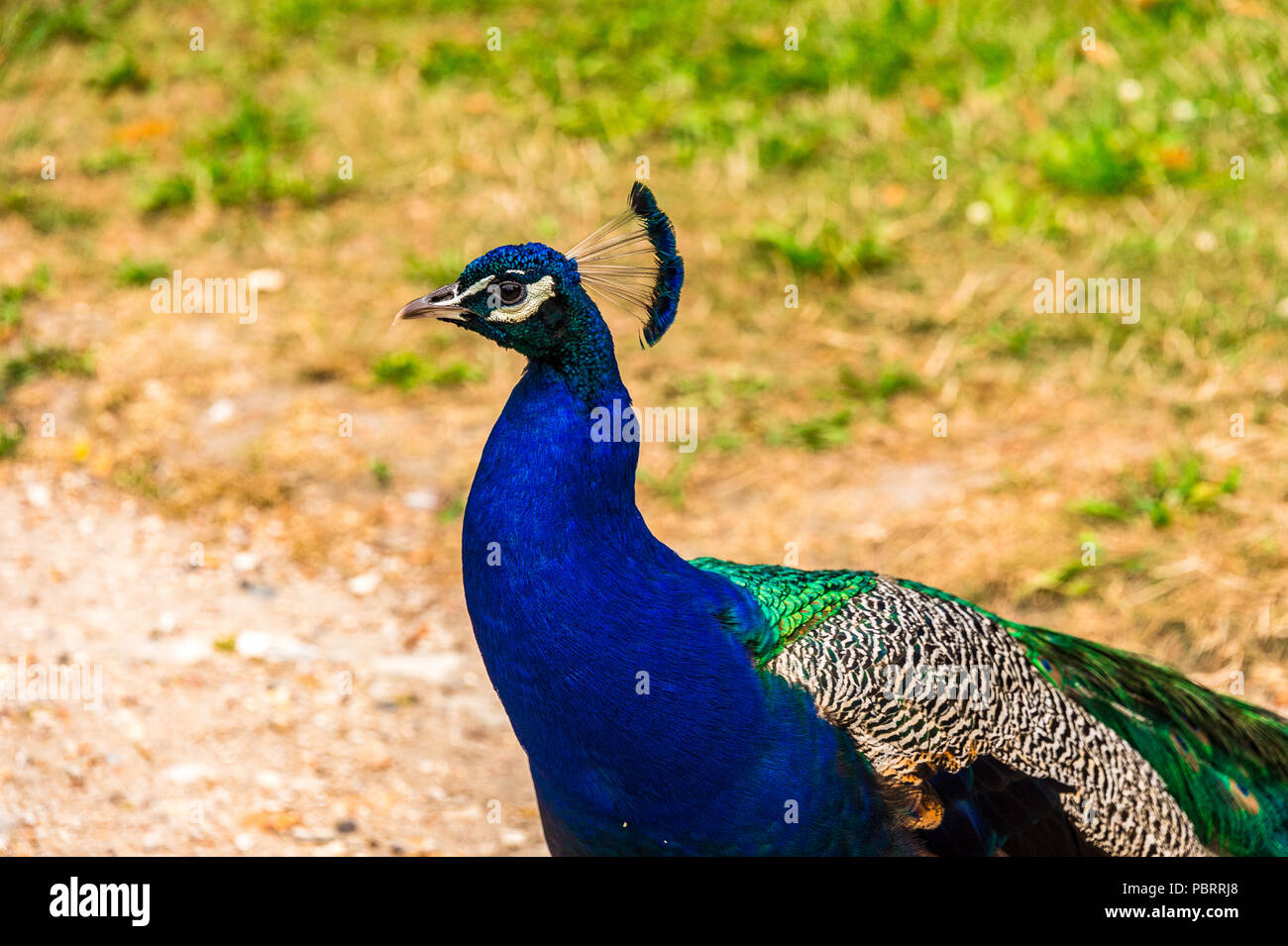 Peacock dans un parc à Paris, France Banque D'Images
