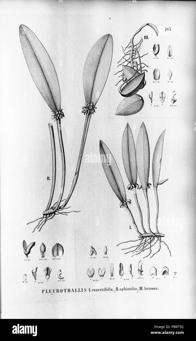 Acianthera wageneriana convexifolia) Pleurothallis (comme ophiantha - Acianthera (comme ophiantha Acianthera Pleurothallis prolifera) - (comme Pleurothallis hamosa) - fl.br.3-4-105. Banque D'Images