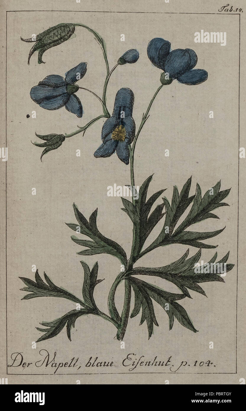 Aconitum napellus illustration 1794. Banque D'Images