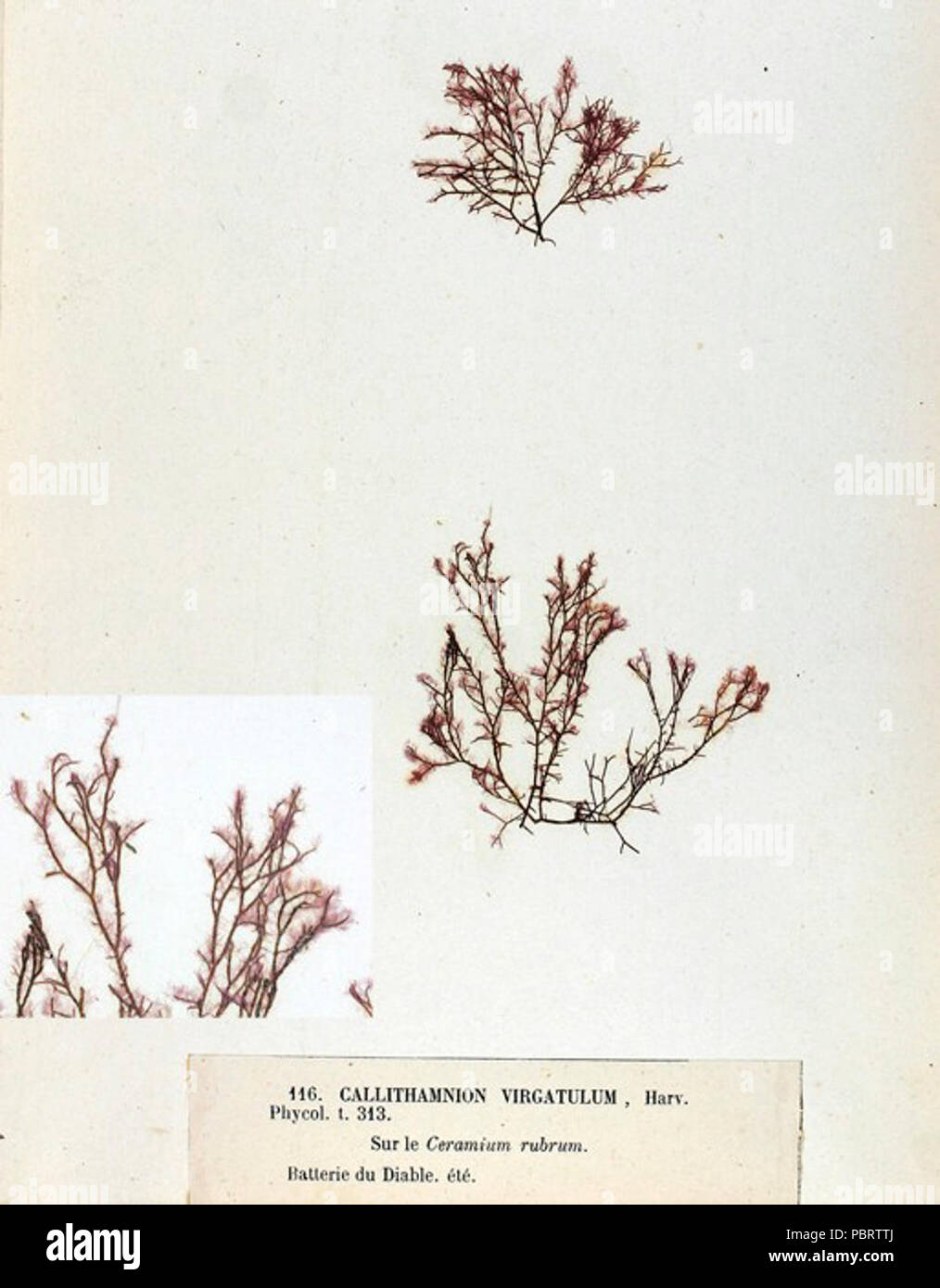 Virgatulum Acrochaetium Crouan. Banque D'Images