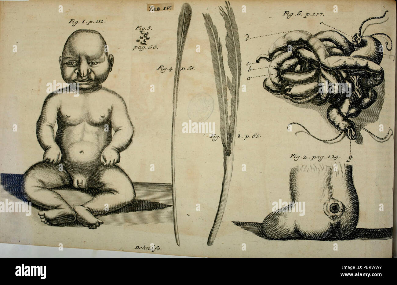 Acta Academiae Caesareae Leopoldino-Carolinae Physico-Medica Banque D'Images