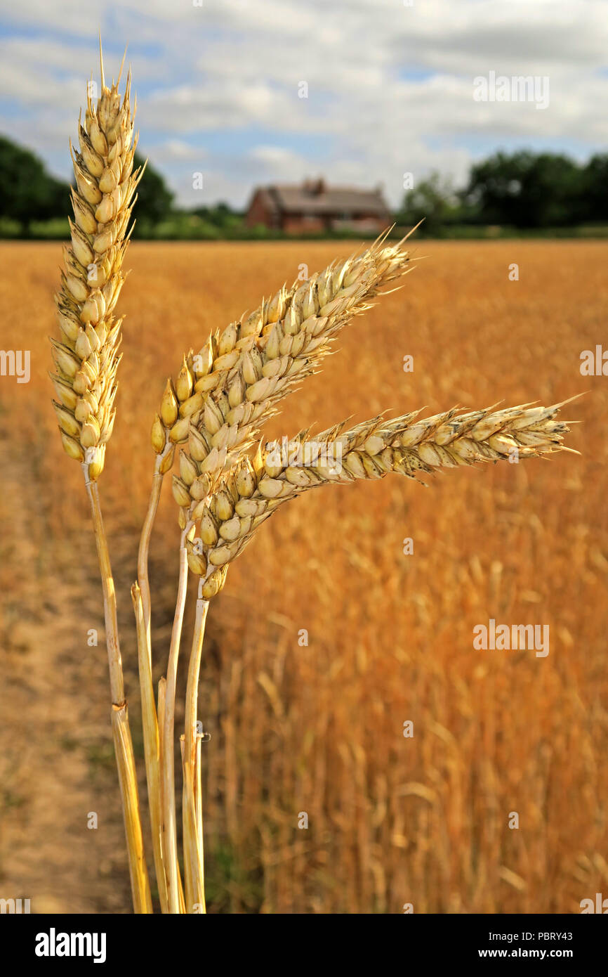 Les oreilles de l'orge (Hordeum vulgare) dans un champ d'été, prêt pour la récolte, Grappenhall Warrington, North West England, UK Banque D'Images