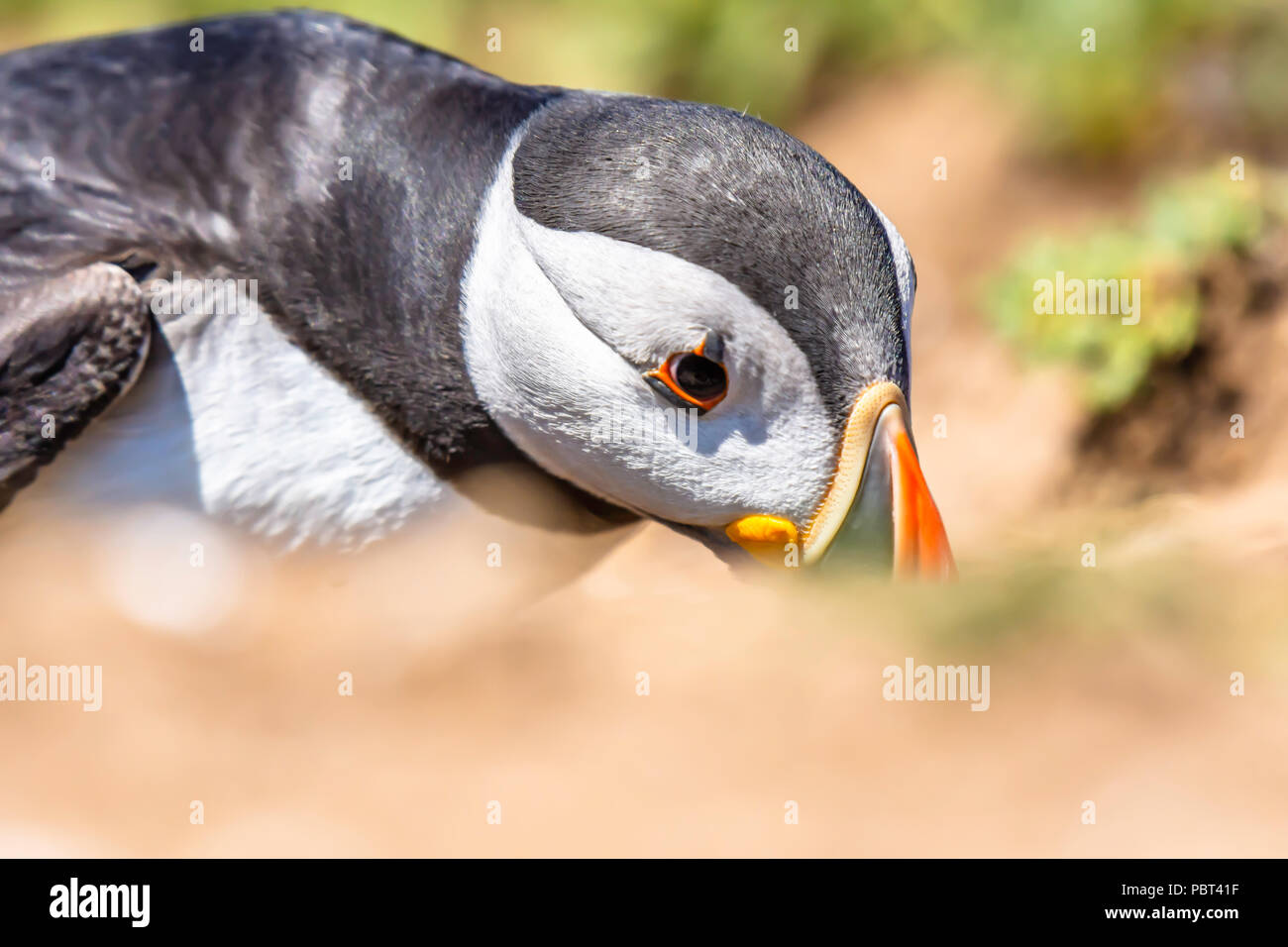 Macareux moine, Fratercula arctica, saisie c'est emprunter sur l'île de Skomer, Uk.Cute et oiseaux colorés.la magnifique nature de la faune.uk.wor naturelles Banque D'Images