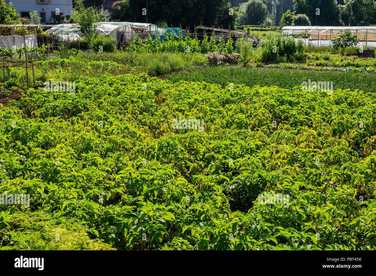 La culture des légumes dans les allocations à la périphérie d'Olot, dans la région de Garrotxa Catalogne, Espagne Banque D'Images