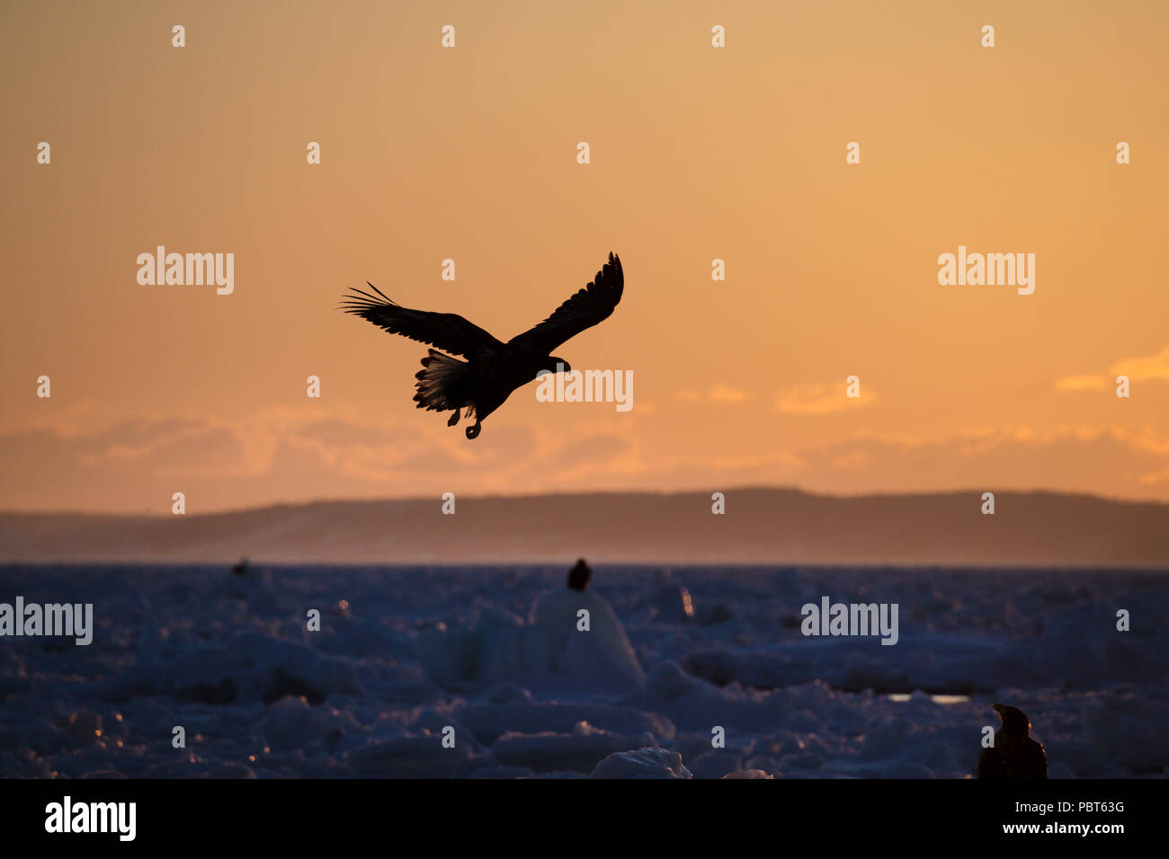 L'Asie, Japon, Hokkaido, Rausu, Péninsule de Shiretoko. Les aigles de mer de Steller au lever du soleil. Wild Haliaeetus pelagicus. Banque D'Images L'Asie, Japon, Hokkaido, Rausu, Péninsule de Shiretoko. Les aigles de mer de Steller au lever du soleil. Wild Haliaeetus pelagicus. Banque D'Images