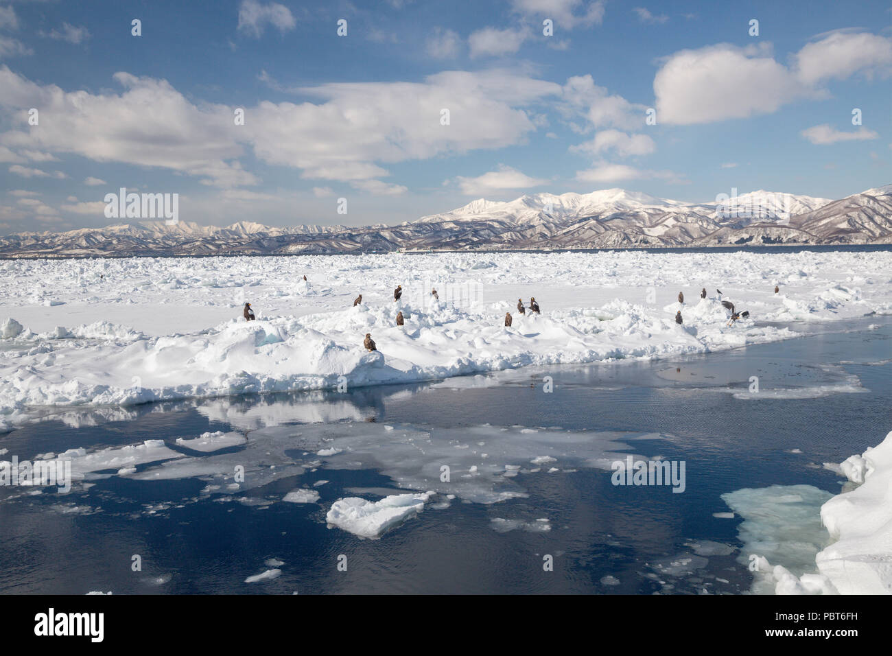 L'Asie, Japon, Hokkaido, Rausu, Péninsule de Shiretoko. Les aigles de mer de Steller Banque D'Images L'Asie, Japon, Hokkaido, Rausu, Péninsule de Shiretoko. Les aigles de mer de Steller Banque D'Images