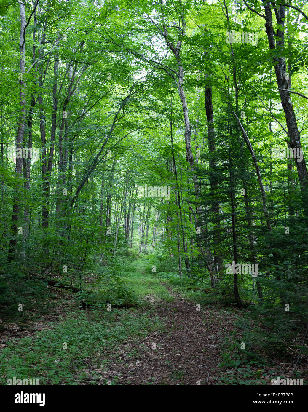 Un sentier de randonnée sauvage le long d'une ancienne route d'exploitation dans les Adirondacks, NY USA Banque D'Images