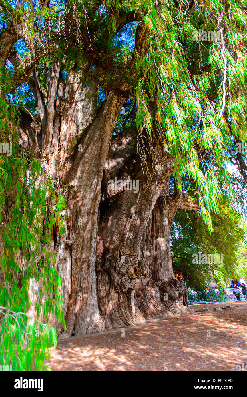 L'arbre de tule (El Arbol de Tule), cyprès de Montezuma ou ahuehuete en ...