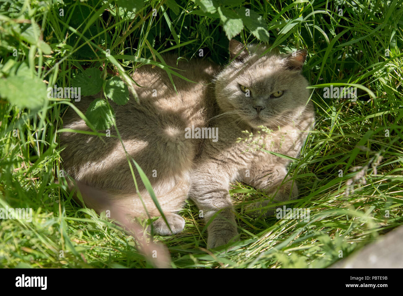 Mâle adulte British Blue Cat recroquevillé dans l'herbe haute. Banque D'Images