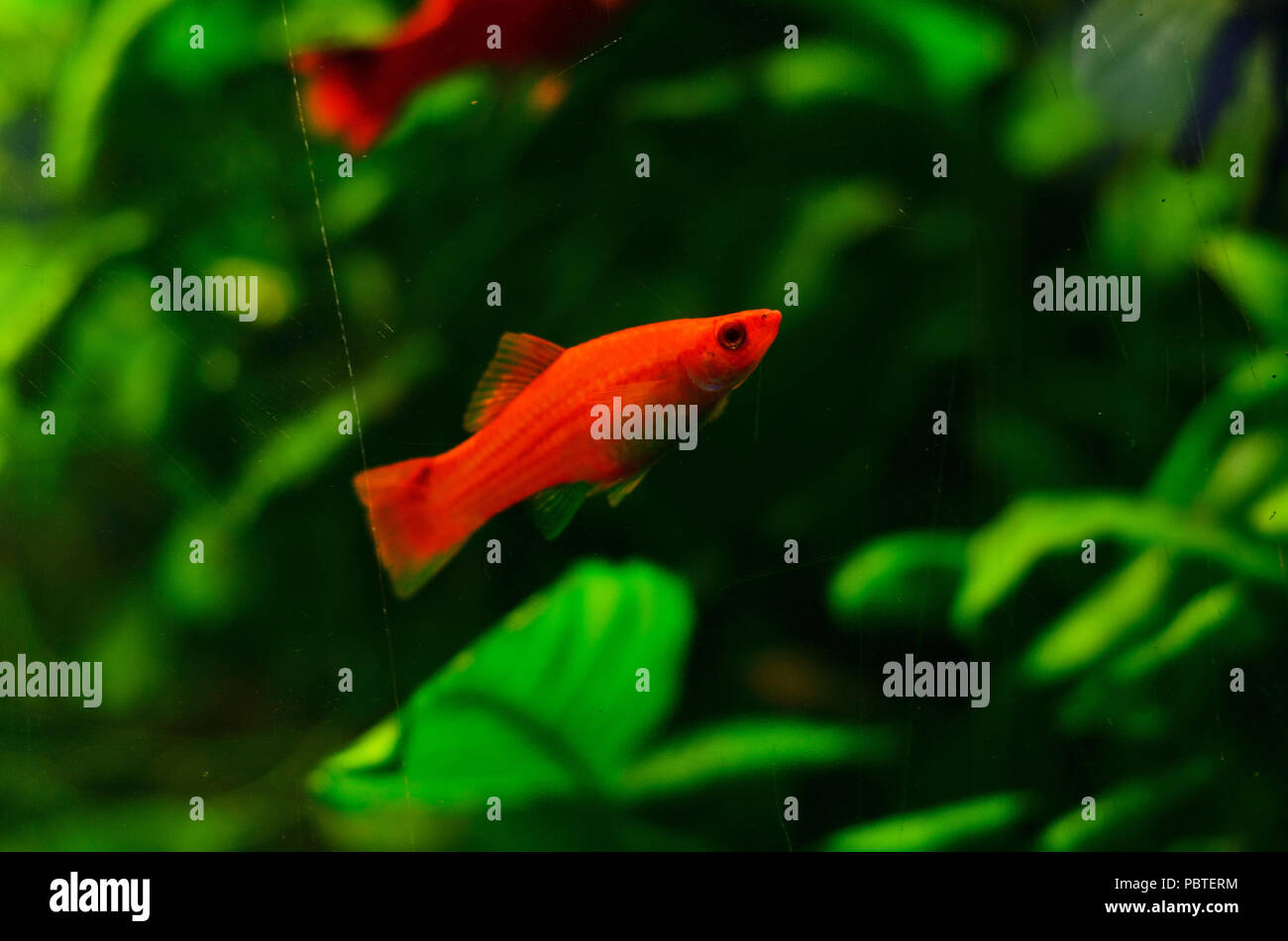Un petit poisson rouge flotte à l'arrière-plan algues vertes Banque D'Images