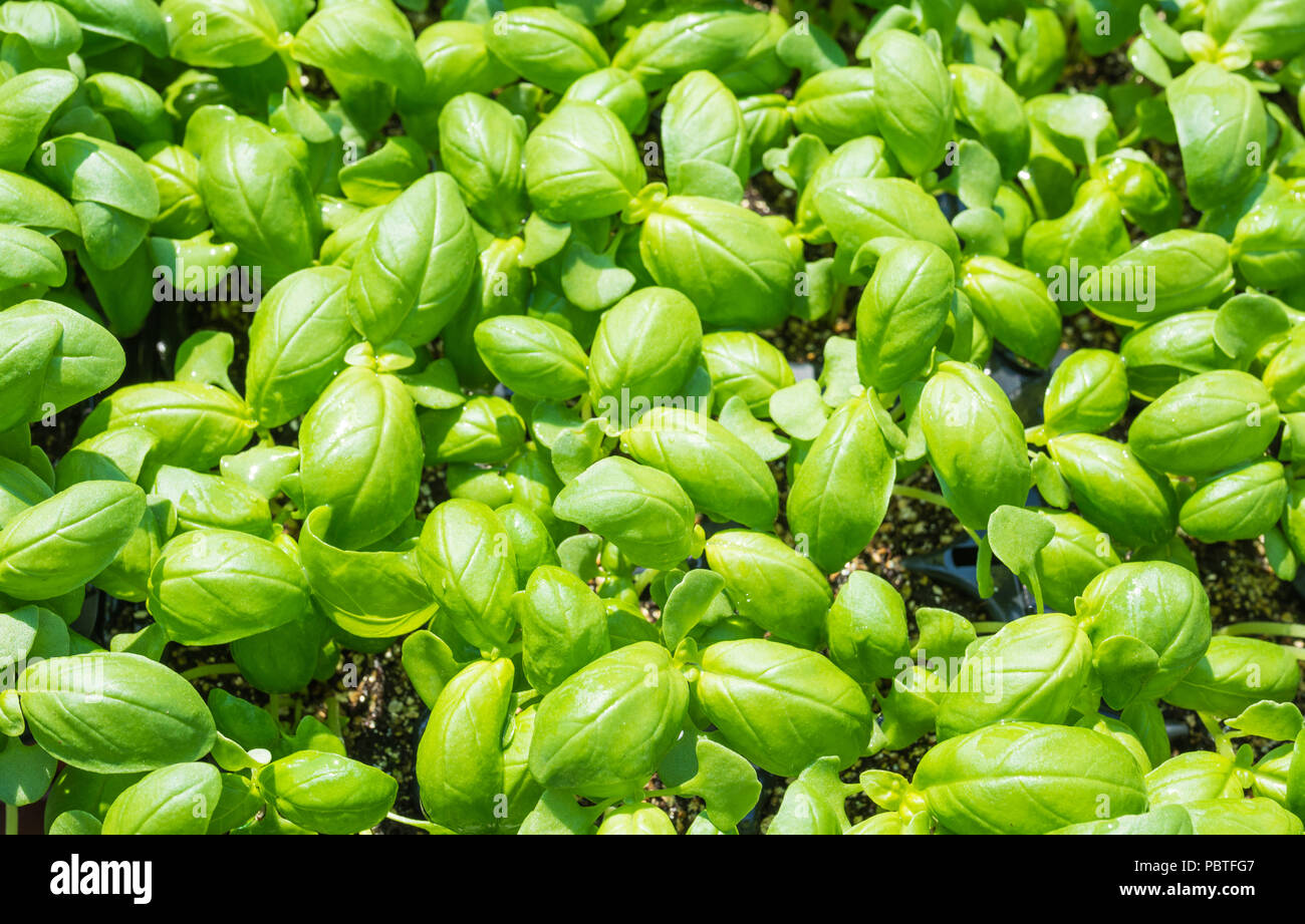 Les semis de basilic vert, aromatiques semis herp (Ocimum basilicum) Banque D'Images