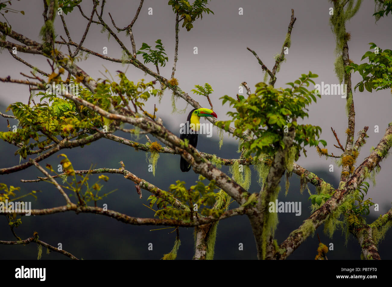 Toucan à carène, Ramphastos sulfuratus, soufre-breasted, Toucan, Toucan à arc-en-ciel dans son environnement naturel Banque D'Images