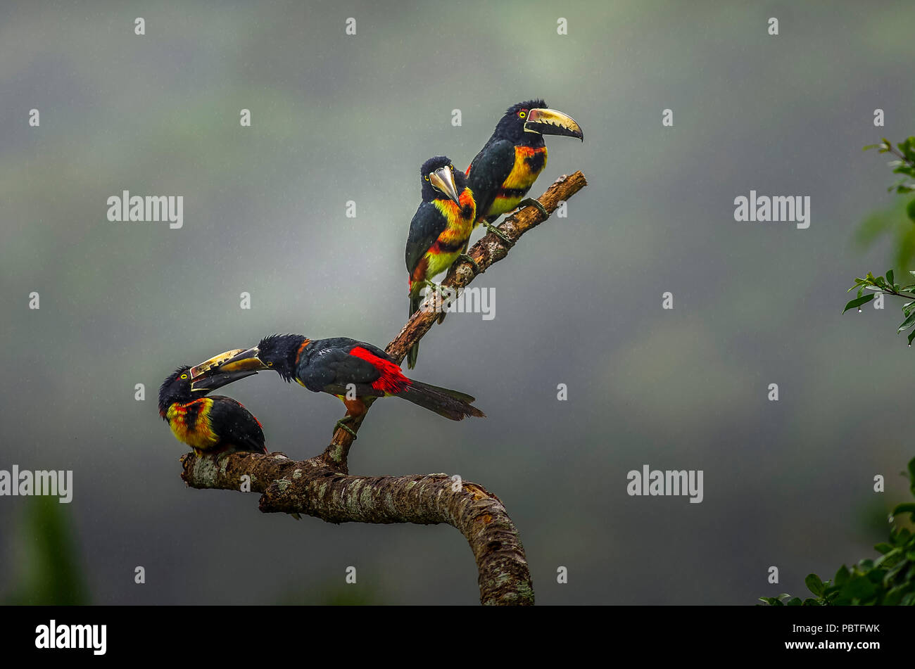 Groupe de tête aracari araçari à collier ou de flok (Pteroglossus torquatus) est un toucan vue ici comme famille Banque D'Images