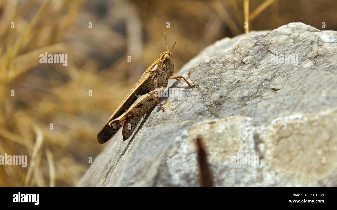 Sauterelle marron reposant sur un rocher sur une île de la Méditerranée Banque D'Images