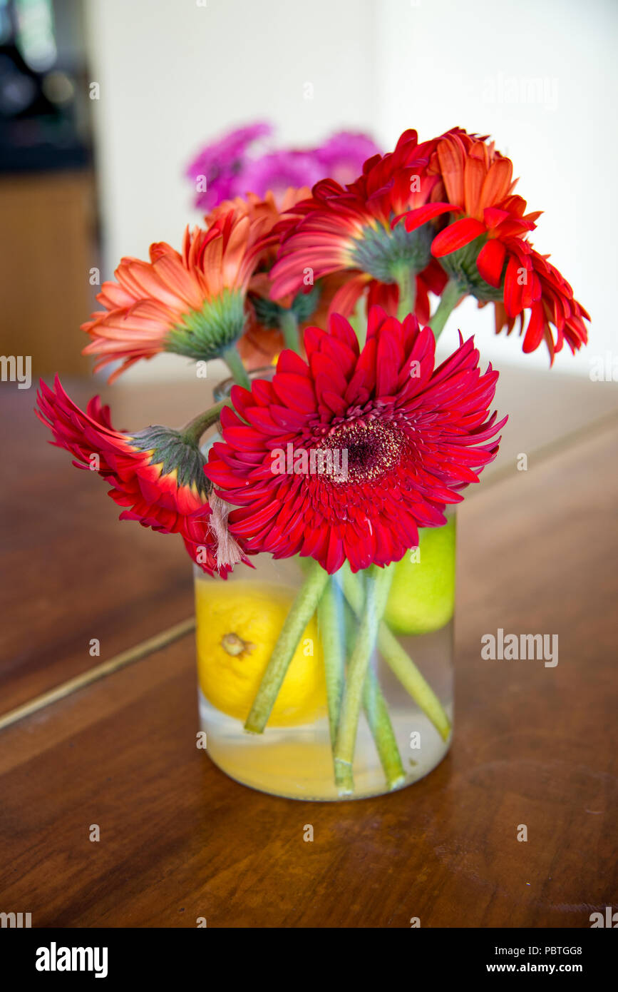 Gros plan du Transvaal (Daisy) Gerbera bouquet de fleurs dans un vase Banque D'Images