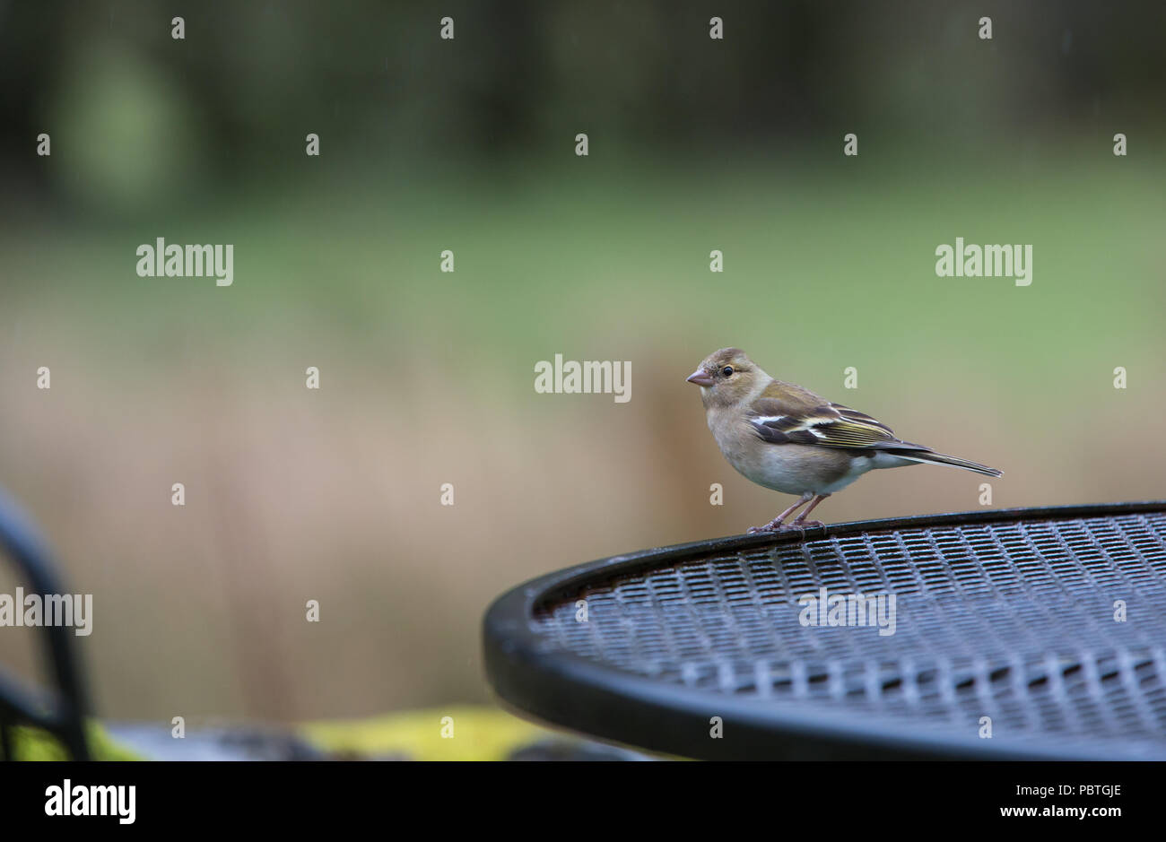 Chaffinch Fringilla coelebs femelle [ ] sur table de jardin Banque D'Images