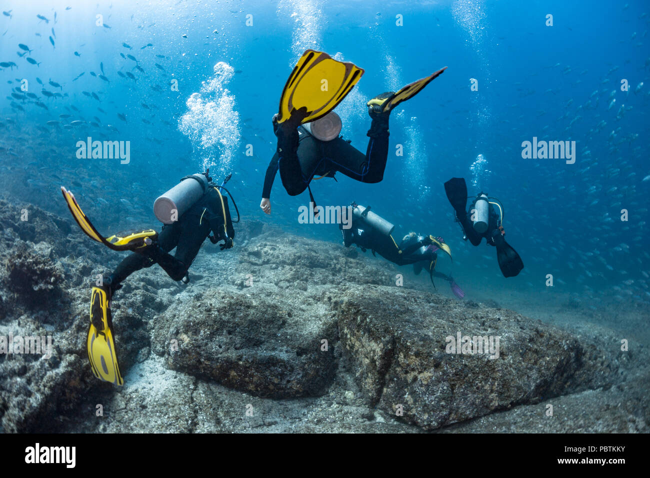 Les amateurs de plongée sous-marine natation autour de la Reina, La Paz, Mer de Cortez Banque D'Images