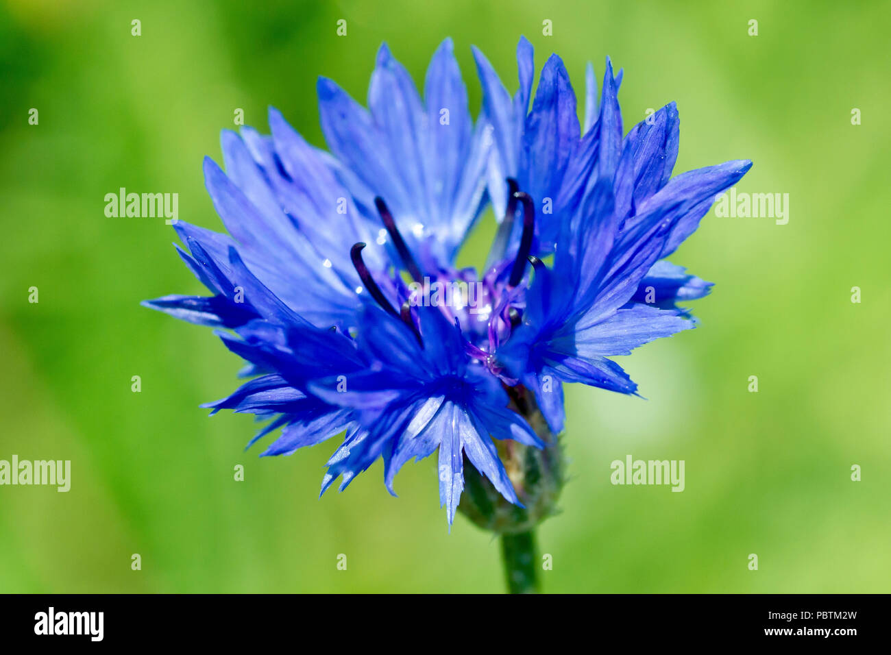Le bleuet (centaurea cyanus), également connu sous le nom de bleue, gros plan d'une fleur solitaire sur un fond vert. Banque D'Images
