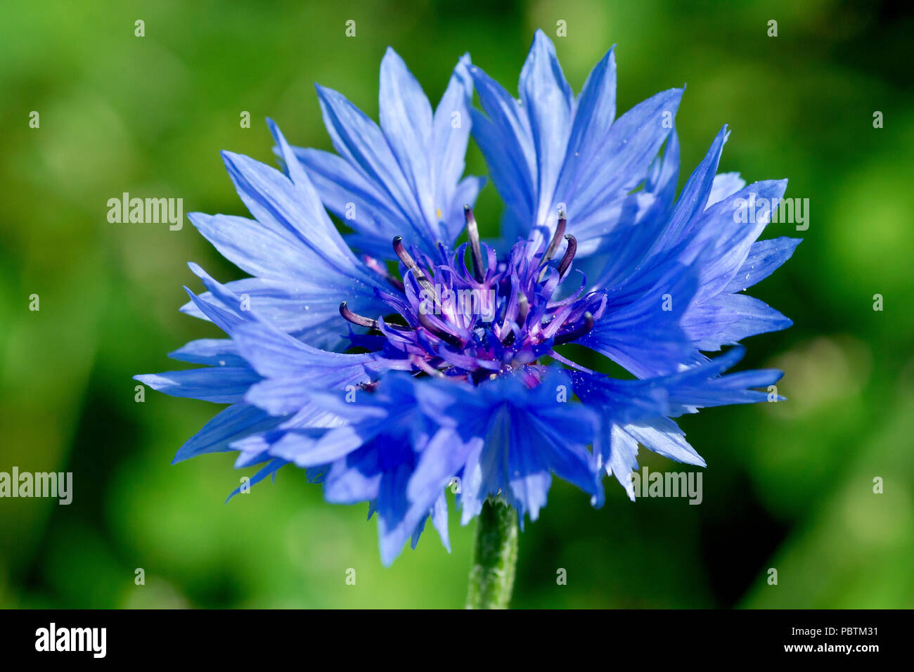 Le bleuet (centaurea cyanus), également connu sous le nom de bleue, gros plan d'une fleur solitaire montrant le détail. Banque D'Images
