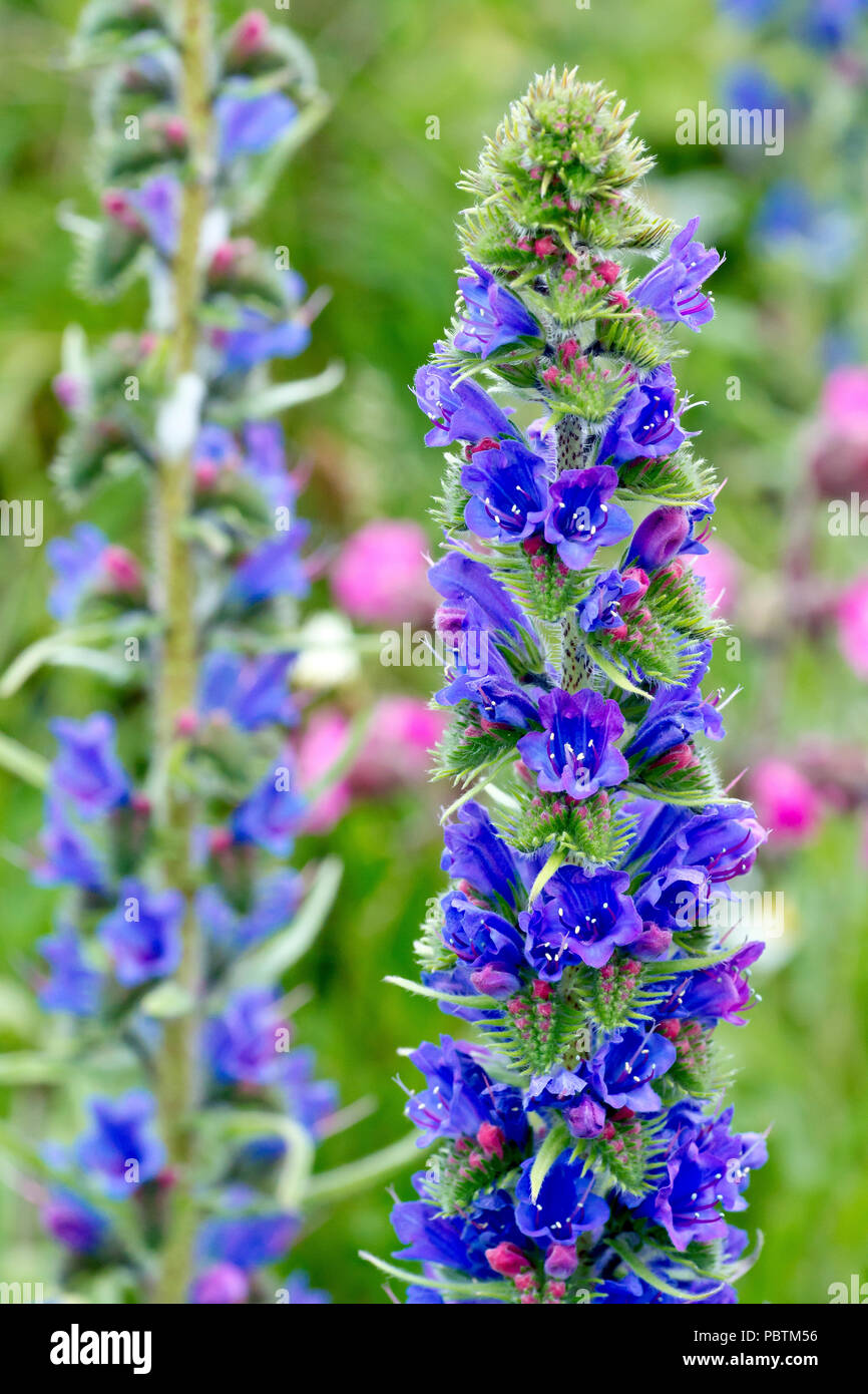 La vipère (Vipérine commune Echium vulgare), près d'un pic de floraison avec un deuxième en arrière-plan. Banque D'Images