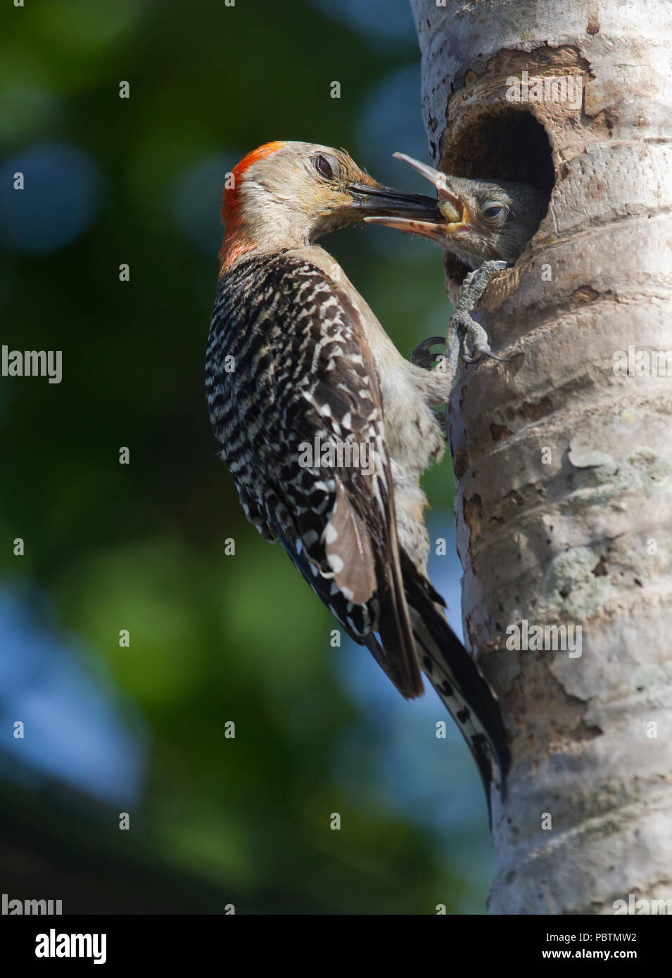 Pic à ventre rouge mâle nourrissant ses jeunes Banque D'Images