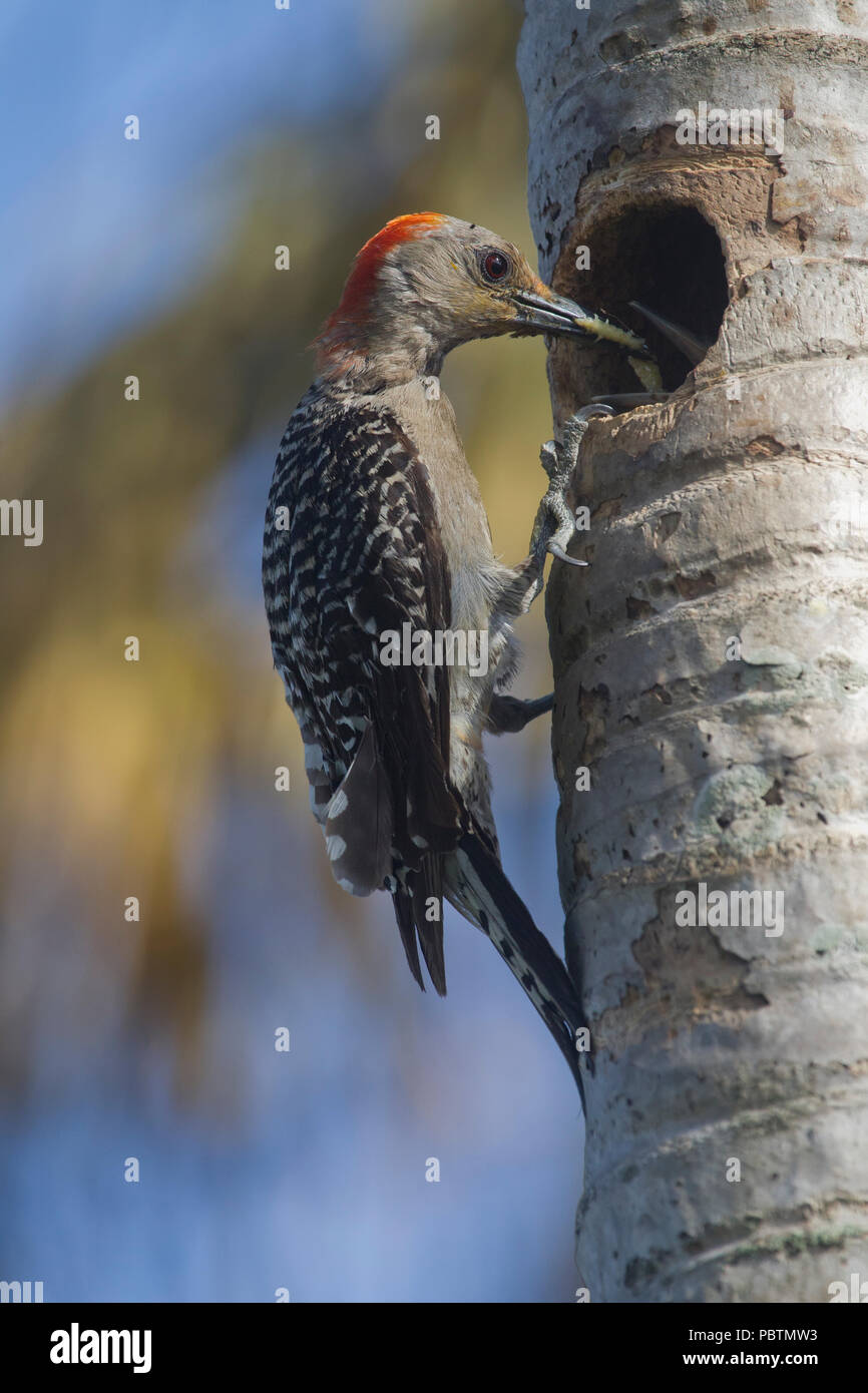 Pic à ventre rouge adultes à la cavité pour l'alimentation Banque D'Images