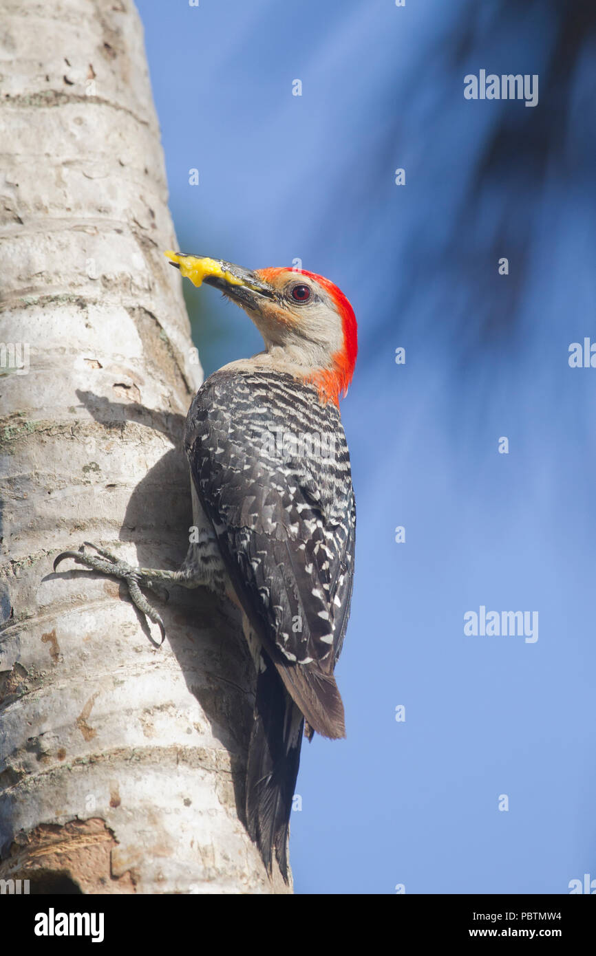 Pic à ventre rouge adultes à la cavité pour l'alimentation Banque D'Images